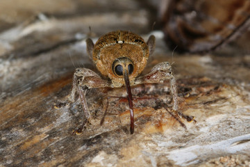 Curculio glandium, Marsham, 1802 Eichelbohrer 04.08.2011 DE, Mecklenburg-Vorpommern, Groß-SchwanseeSONY DSC
