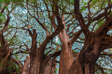 Un gran arbol