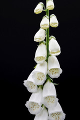 white digitalis purpurea/foxglove flower on black background  © cceliaphoto