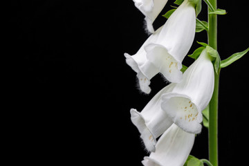 white digitalis purpurea/foxglove flower on black background  © cceliaphoto