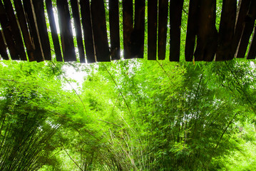 A tranquil green bamboo garden view from eaves of a hut looking out.