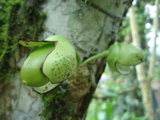 Fruto en crecimiento