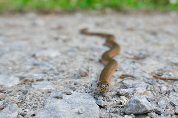 Blind worm in the forest
