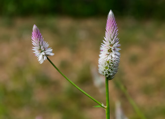 plumed cockscomb colorful flower close view looking awesome in an a Indian field.