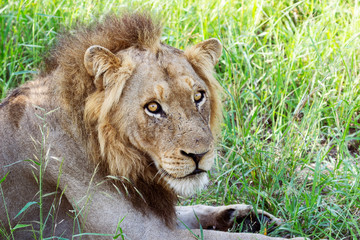 Male Lion