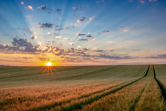 Free Field Images – Browse 24,121 Free Stock Photos, Vectors, and Video ...