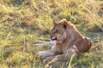 Fototapeta na wymiar Juvenile male lion in late afternoon sunshine