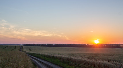 Wheat field with blue sky with sun and clouds against the backdrop
