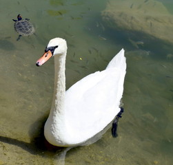 swan and turtle in a lake