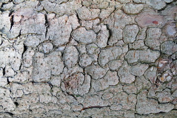Tree bark in a beautiful pattern