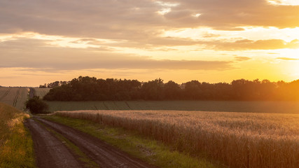 Wheat field with blue sky with sun and clouds against the backdrop