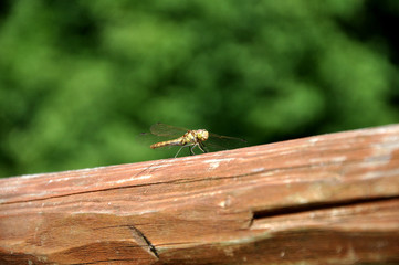 Closeup nature photo of a dragonfly sitting on a brown trunk of wood.