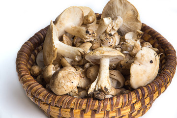 Champignons