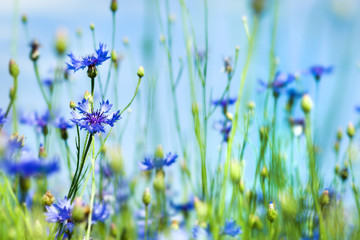 Summer background with bright blooming cornflowers in the field. Cornflowers on summer meadow.
