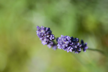 closeup of purple flowers of lavender in a field