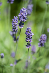 Obraz premium closeup of purple flowers of lavender in a field