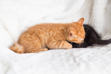 Fototapeta premium Chatons