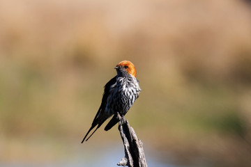 Lesser-Stripped Swallow