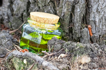 Fototapeta premium Glass bottle with cork cap with green-yellow nectar oil. Located under a coniferous tree