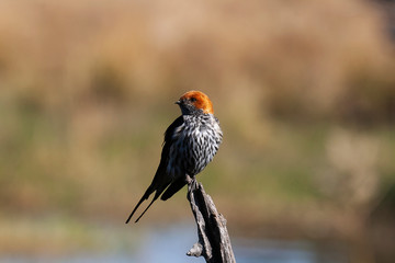 Lesser-Stripped Swallow