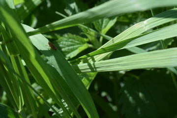 Beetle on grass