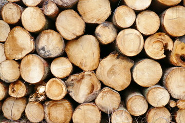 Frontal view of a pile of tree logs