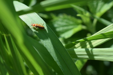 Beetle on grass