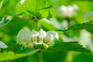 Medical herb white dead-nettle, Lamium album, weed blooming close-up