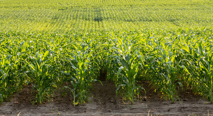 Fields with young shoots of corn, landscape