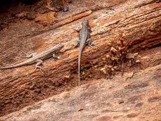 Wester Fence lizards basking in the sun