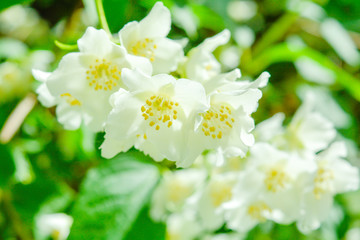 Fototapeta na wymiar White jasmine bush blossoming in summer day
