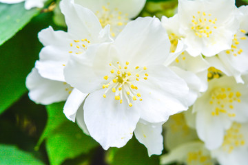 Obraz premium White jasmine bush blossoming in summer day