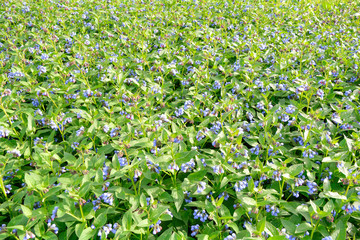 Wild blue, purle, pink flowers like bell on summer meadow. Field of wild flowers