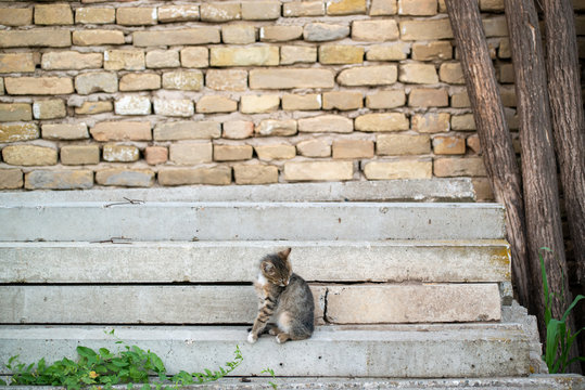 Gray and black kittens play on a good day
