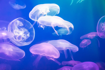 Jellyfish in the backlit aquarium. The inhabitants of the sea. Living creatures. Jellyfish movement.
