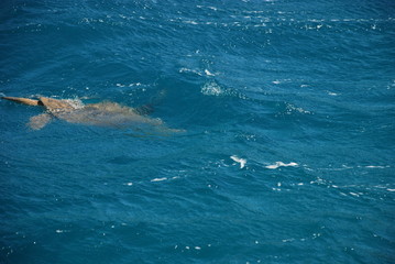 Sea turtle swims in the Mediterranean Sea near the Turkish city of Kemer