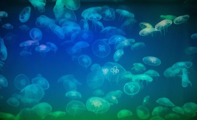Jellyfish in the backlit aquarium. The inhabitants of the sea. Living creatures. Jellyfish movement.