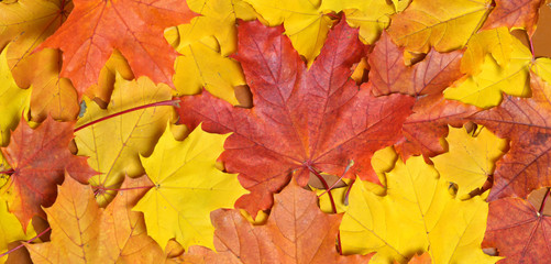 Naklejka na ściany i meble Autumn maple leaves. selective focus