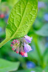 Wild blue, purle, pink flowers like bell and buds on summer meadow. Wild flowers