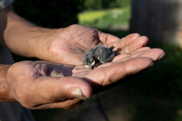 Newborn chick swallows on hand. The chick fell out of the nest. The concept of helping birds and animals