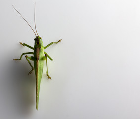 Big green grasshopper on white background close up