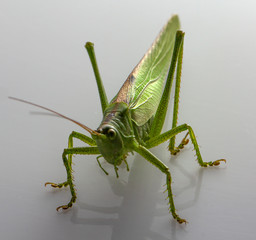 Big green grasshopper on white background close up