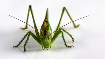 Big green grasshopper on white background close up