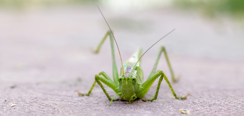 Big green grasshopper on white background close up