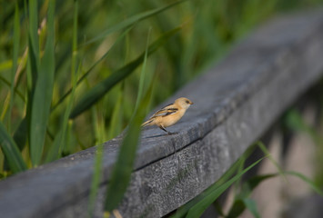 Bearded reedling on a reeds in the bird protection area Hjälstaviken close to Stockholm