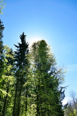 Halo of sun shining from behind a beech tree in spring