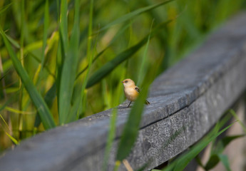 Bearded reedling on a reeds in the bird protection area Hjälstaviken close to Stockholm
