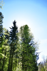 Obraz premium Halo of sun shining from behind a beech tree in spring