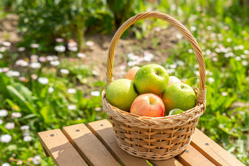 Green and red apples in wicker basket on wooden table Green grass in the garden Harvest time Organic food