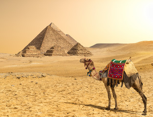 Camel and Pyramids in a row